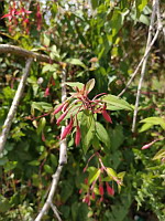 Fuschia (photo Mrugala F., Lens,  juil 2023)(2)